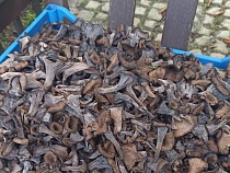 В Калининградской области в лесах повылезали миллионы грибов