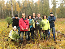 На Куршской косе вместо сгоревшего леса высадят новый 