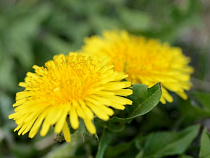 После Рождества в Калининграде расцвели одуванчики