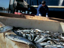  Рыбаки из Светлого возместят государству ущерб на 39 млн рублей
