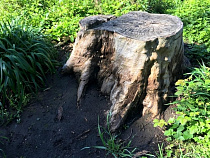 Незаконная рубка деревьев может обойтись ООО «Ролес» в 20,6 млн рублей