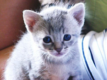 В Калининградской области спасли котенка, застрявшего под капотом автомобиля