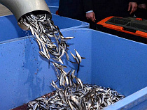 Агентство по рыболовству Калининградской области лишило фирму квот на ряпушку