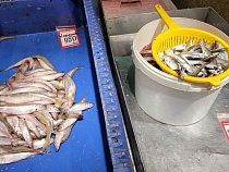 Калининград кормили тоннами антисанитарной рыбы