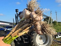 Фермер из-под Зеленоградска вырастил чеснок для «экспорта в Россию»