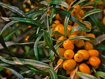 Под Черняховском собирают урожай выращенной по немецкой технологии облепихи