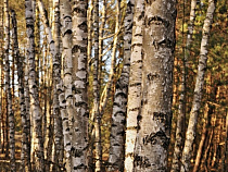 В Зеленоградске появится «Аллея жизни» благотворительного фонда «Берег надежды»