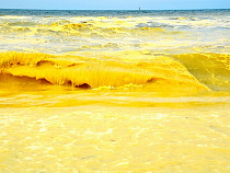 Балтийское море резко пожелтело (фото)