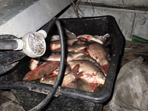 Браконьеры игнорируют «двухмесячник тишины» в Калининградском заливе