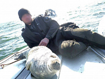В Янтарном тюлень забрался в лодку к людям (видео)