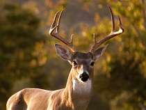 Оленей Виштынца пересчитают на деньги с гранта