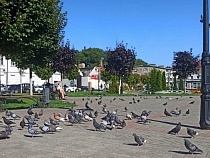 «Мы на грани»: в Гвардейске жалуются на нашествие голубей