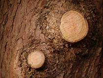 Пенсионер нарубил деревьев под Калининградом почти на 3 млн рублей