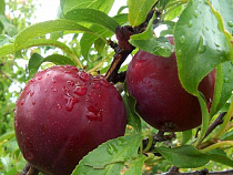 В Калининградской области плодовые деревья страдают от ожогов