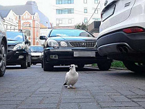 Лже-продавец автомобилей напарил калининградца на 95 тысяч рублей