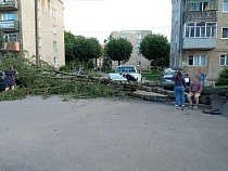 В Советске ветер повырывал деревья с корнем