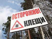 В Калининградской области зафиксированы случаи заболевания иксодовым клещевым боррелиозом 