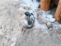 На пляже Зеленоградска туристы нашли птицу с леденящей кровь судьбой