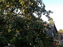 В Багратионовском районе на 80 га заложат яблоневый сад 