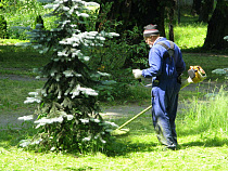 Прокурор заметил недоработки при охране зелёных зон в Калининграде