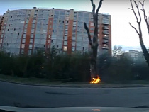 В Калининграде и в Ушаково загорелись деревья (видео)