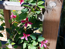 Калининградка не дождалась беседки за 350 тысяч рублей