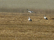 В Калининградской области снизилось плодородие по 6 показателям почвы