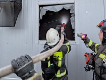 В Калининградской области спасены тысячи свиней