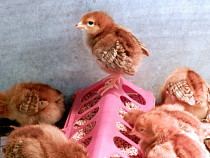 В Калининградскую область не пустили 65 тысяч испанских цыплят