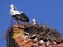 Туристов уже заманивают редкой едой на восток Калининградской области