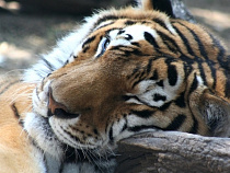 Зоопарк представил итоги внутреннего расследования нападения тигра на человека