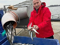 Названо место с самой низкой ценой на салаку в Калининградской области