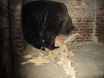 Прославленная калининградская медведица отправилась в спячку