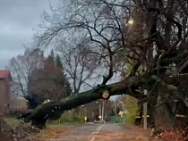 Циклон валил деревья на дороги и машины в Калининградской области 