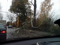 В Калининграде на проезжую часть рухнуло дерево