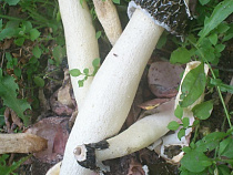  В Москве в районе Щукино выросли лечебные грибы Phallus impudicus Pers. 