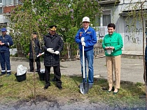 В Балтийске к приезду туристов высадили три дерева вечной молодости