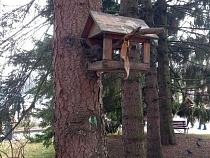 В Калининграде показали вторжение голодного зверя в ресторан для птиц