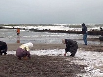 Найдено новое место сбора янтаря мешками в Светлогорске (фото)