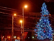 К Новому году в Калининград из Латвии привезли более 1000 елей
