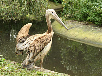  Пеликан Зина пополнила коллекцию зоопарка в Калининграде