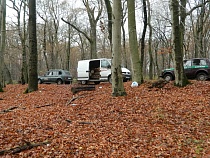 Под Калининградом экологи-общественники  помогли лесной охране задержать «черных» лесорубов