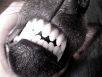 Более 80 тысяч рублей заплатит хозяин покусавшей ребенка собаки