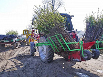 Калининградские садоводы получат более 1 млн саженцев