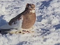 В Калининграде элитных птиц бросили умирать на мороз