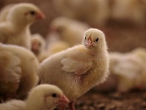 Имущество предприятия в Гусеве оказалось под запретами  