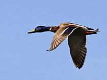 В Калининградской области началась утиная охота