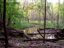 В Калининградской области 52 памятника природы не имеют паспортов