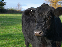 У "Мираторга" украли теленка