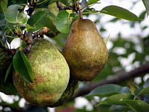 В Зеленоградском районе планируют заложить 5,8 га грушевого сада